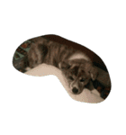 秋田犬のきなこ（個別スタンプ：1）