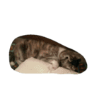 秋田犬のきなこ（個別スタンプ：2）