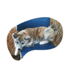 秋田犬のきなこ（個別スタンプ：3）