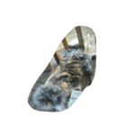 秋田犬のきなこ（個別スタンプ：5）