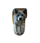 秋田犬のきなこ（個別スタンプ：7）