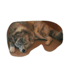 秋田犬のきなこ（個別スタンプ：9）