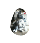 秋田犬のきなこ（個別スタンプ：10）
