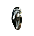 秋田犬のきなこ（個別スタンプ：12）