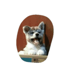 秋田犬のきなこ（個別スタンプ：13）