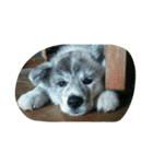 秋田犬のきなこ（個別スタンプ：14）