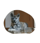秋田犬のきなこ（個別スタンプ：16）