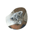 秋田犬のきなこ（個別スタンプ：18）