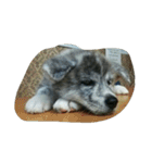 秋田犬のきなこ（個別スタンプ：22）