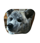秋田犬のきなこ（個別スタンプ：25）