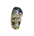 秋田犬のきなこ（個別スタンプ：28）