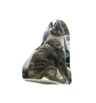 秋田犬のきなこ（個別スタンプ：30）