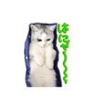 しのたんスタンプ②（個別スタンプ：1）