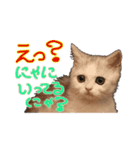 しのたんスタンプ②（個別スタンプ：5）