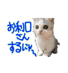 しのたんスタンプ②（個別スタンプ：6）