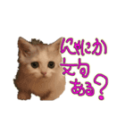 しのたんスタンプ②（個別スタンプ：8）
