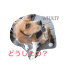 くっきーぬのスタンプ（個別スタンプ：4）