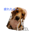 くっきーぬのスタンプ（個別スタンプ：6）