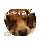 くっきーぬのスタンプ（個別スタンプ：8）