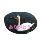 あうとどあ（個別スタンプ：16）