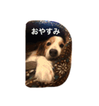 コイケルホンド1（個別スタンプ：4）