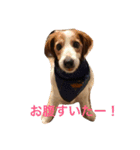 コイケルホンド1（個別スタンプ：5）