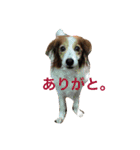 コイケルホンド1（個別スタンプ：12）
