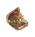まるねこ★つくば（個別スタンプ：1）
