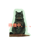 まるねこ★つくば（個別スタンプ：2）