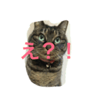 まるねこ★つくば（個別スタンプ：3）