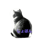 まるねこ★つくば（個別スタンプ：6）