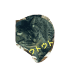 まるねこ★つくば（個別スタンプ：7）
