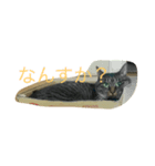 まるねこ★つくば（個別スタンプ：8）