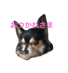 ぶさかわチワワのめる（個別スタンプ：2）