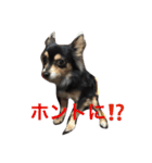 ぶさかわチワワのめる（個別スタンプ：5）