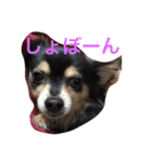 ぶさかわチワワのめる（個別スタンプ：11）