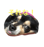 ぶさかわチワワのめる（個別スタンプ：12）