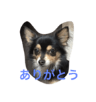 ぶさかわチワワのめる（個別スタンプ：13）