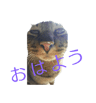 猫スタンプ(もみじちゃん)（個別スタンプ：1）