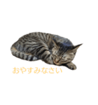 猫スタンプ(もみじちゃん)（個別スタンプ：2）