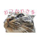 猫スタンプ(もみじちゃん)（個別スタンプ：3）