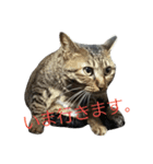 猫スタンプ(もみじちゃん)（個別スタンプ：4）