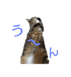 猫スタンプ(もみじちゃん)（個別スタンプ：6）