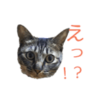 猫スタンプ(もみじちゃん)（個別スタンプ：7）