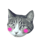 ねこねこパニック no.1（個別スタンプ：1）