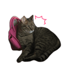ねこねこパニック no.1（個別スタンプ：3）