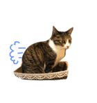 ねこねこパニック no.1（個別スタンプ：4）