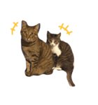 ねこねこパニック no.1（個別スタンプ：6）