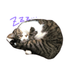 ねこねこパニック no.1（個別スタンプ：7）