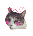 ねこねこパニック no.1（個別スタンプ：8）